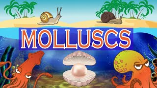 The World of Molluscs  Molluscs diversity  Mollusca Classification [upl. by Tristam638]