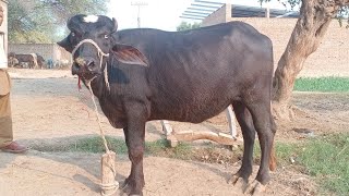 watch pure neeli Ravi buffalo for sale in Punjab Pakistan Altaf buffalo TV [upl. by Iegres]