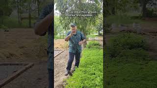 Are all Moringa plants edible [upl. by Panaggio]