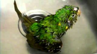 seedy bird taking a bath white eyed conure 3 [upl. by Agnew]