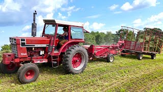 Baling Hay On A Dairy Farm l 2nd Crop Alfalfa Hay l 1066 International Tractor 2024 Hay Season [upl. by Cher751]