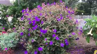 Tibouchina urvilleana  Princess Flower [upl. by Stets]