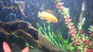 Most Aggressive African Cichlid [upl. by Solis911]