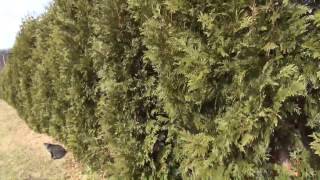 ⟹ Nigra Arborvitae  Thunja Occidentalias  20 feet tall now [upl. by Akirdna]