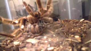 Tarantula Molting leg grows back [upl. by Suhsoj339]