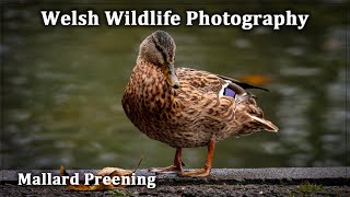 Mallard Preening [upl. by Aryek]