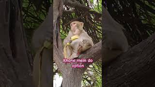 monkey lover 😘💥 comedy funny bhojpuri [upl. by Goat454]