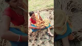 Maa Ganna eating paddy land💖💖🥰🥰vijetaRidershorts [upl. by Cathrine]