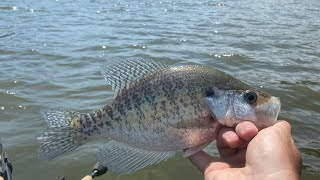 One of the Best ways to catch a Ton of CRAPPIE in the spring [upl. by Rainah]