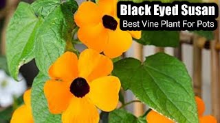 How to grow Thunbergia alata  Black eyed susan vine  Best Vine plant in pots [upl. by Mobley]