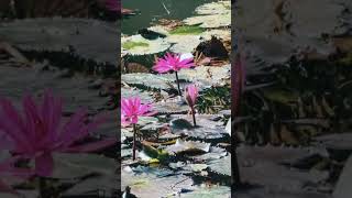 Pondwaterlilytvideo1001 nature peacefulpond aquaculture waterlily peaceful [upl. by Llennol658]