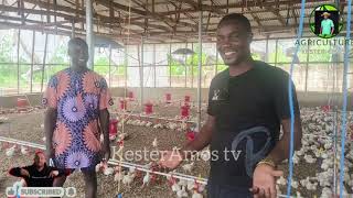 Fully Stocked Poultry House in Ibadan Nigeria Modern Design [upl. by Newra]