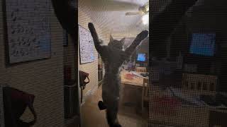 That tiny coon kitten can climb shorts funnycats crazycoons [upl. by Whiting]