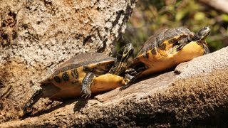 Whats a YellowBellied Slider  Pet Turtles [upl. by Abran]