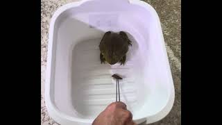 African Bullfrog AKA Pixie Frog eating Mazuri Food [upl. by Nemraciram]