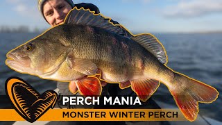 Perch Mania  How to catch MONSTER PERCH during Winter perch [upl. by Ytak]