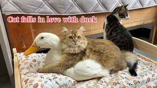 The duck insisted on sleeping with the cat and the cat hugged the duck tightly So funny and cute [upl. by Brietta]