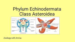 Phylum Echinodermata Class Asteroidea  Details of class Asteroidea by Zoology with Amina [upl. by Ariet]