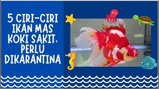 5 Ciriciri ikan mas koki sakit perlu dikarantina [upl. by Bakeman]