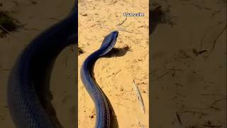 નાગપાંચમ ગોગા ને આવ gogamaharajnewsong gogabapanastatus snake viralvideo [upl. by Chas]