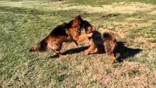 Airedale Terrier Lady MOdesty Vs German Shepherd Dog [upl. by Mishaan]