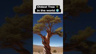 Worlds Oldest Living Tree  facts shorts [upl. by Arturo350]