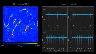 Purkinje cells recorded with high density 3Brain’s MEA [upl. by Aerdnua]