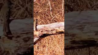 One of the last flycatcher to pass through Connecticut nature bird flycatcher wildlife [upl. by Briano]