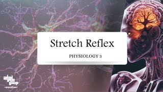 Stretch Reflex  Physiology 3  Lec 5 [upl. by Yekcir204]