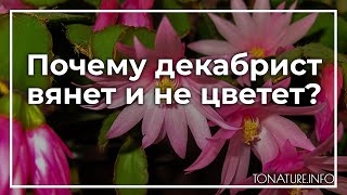 Почему декабрист вянет и не цветет  toNatureInfo [upl. by Patterson]