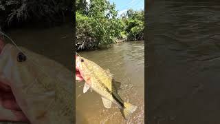 Creek fishing with crawfish lure bass bassfishing truscend fishing [upl. by Anelrac]