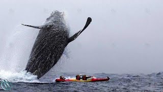 HUMPBACK WHALE ─ The Titan Locked in Fierce Combat with Orcas [upl. by Dodd]