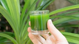 How to make Pandan Juice from Pandan Leaves [upl. by Gottlieb]