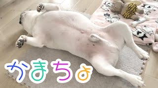 暇だとひっくりカエルぽーちゃん【フレンチブルドッグ frenchbulldog】 [upl. by Shlomo]