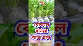 বোতলে ধনিয়া পাতা চাষ।। Cultivation of coriander leaves in bottles [upl. by Angeline487]