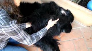 Web Newfoundland dog with elbow OCD [upl. by Vinay889]