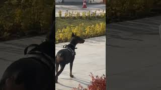 Doberman Dan kaçtım 😱 dog doberman [upl. by Idnar]