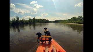 Crusoe amp Oakley Dachshunds Kayaking Adventure New 2017 Edit [upl. by Peppel]