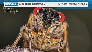 13 WMAZ Weather Network Cicadas have taken over Central Georgia [upl. by Chard]