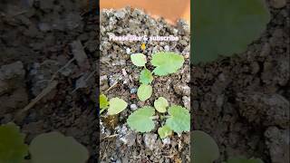 Germination of hollyhocks gardening trending flowers [upl. by Nerhe]