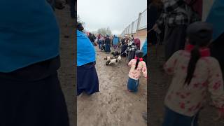 Mercado de cerditos en Otavalo [upl. by Wilterdink21]