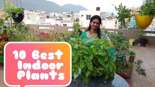 10 Best Indoor Plants for decorating your homesఇంటి అందాన్ని పెంచె 10 ఇండోర్ మొక్కలు [upl. by Anoyet]