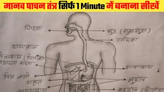 Human digestive system🧘 ka drawing bana sikhe sirf 1 minutes 😱me [upl. by Izogn837]