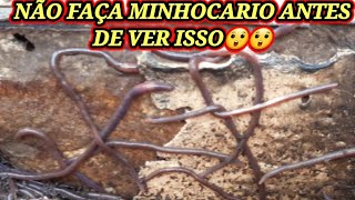 NÃO COLOQE ESTERCO DE GADO EM SEU MINHOCARIO ANTES DE VER ESTE VÍDEO [upl. by Leake278]