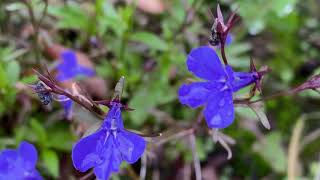 Tuinlobelia Lobelia erinus  20201025 [upl. by Valenba]