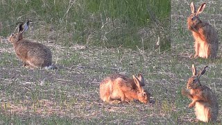 Två harar fälthare i vårkvällen [upl. by Aihsiyt]