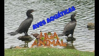 AVES AQUÁTICAS [upl. by Arreip112]