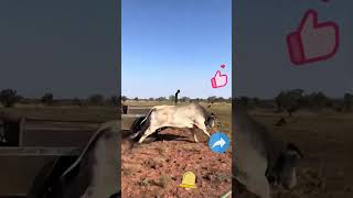 Vehicle Cattle Capture Process [upl. by Audsley]