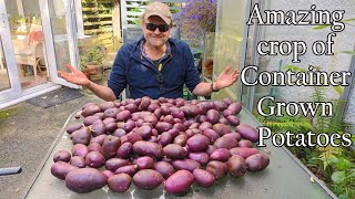 Amazing Crop of Container Grown Potatoes  Sarpo Blue Danube [upl. by Bellanca]