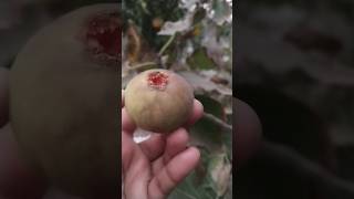 Homegrown figsfarming organicagriculture fig fruit [upl. by Aitsirhc]